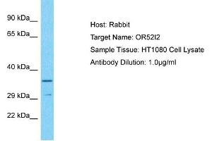 Host: Rabbit Target Name: OR52I2 Sample Type: HT1080 Whole Cell lysates Antibody Dilution: 1. (OR52I2 抗体  (N-Term))