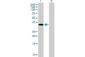 Western Blot analysis of NDFIP2 expression in transfected 293T cell line by NDFIP2 MaxPab polyclonal antibody. (NDFIP2 抗体  (AA 1-242))