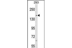 SAFB Antibody (N-term) (ABIN1539521 and ABIN2848987) western blot analysis in 293 cell line lysates (35 μg/lane).