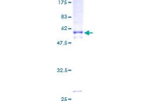 CD1d Protein (AA 1-335) (GST tag)