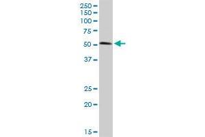 BIRC4 MaxPab rabbit polyclonal antibody. (XIAP 抗体  (AA 1-497))