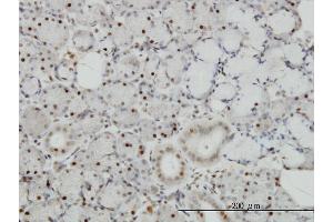 Immunoperoxidase of monoclonal antibody to TRAF4 on formalin-fixed paraffin-embedded human salivary gland. (TRAF4 抗体  (AA 371-470))