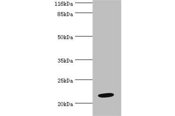 NME6 anticorps  (AA 1-186)