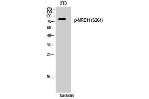 Western Blotting (WB) image for anti-MRE11 Meiotic Recombination 11 Homolog A (S. Cerevisiae) (MRE11A) (pSer264) antibody (ABIN3182290)