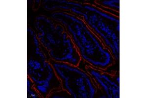 Immunofluorescence of paraffin embedded mouse duodenum using Treh (ABIN7076006) at dilution of 1:650 (200x lens) (TREH 抗体)