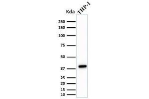 Western Blot Analysis of THP-1 cell lysate using PU. (SPI1 抗体  (AA 16-170))