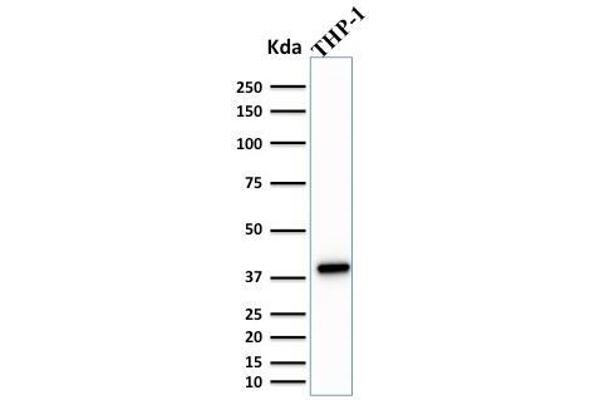 SPI1 Antikörper  (AA 16-170)
