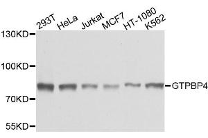 Western blot analysis of extracts of various cell lines, using GTPBP4 antibody (ABIN1872921) at 1:1000 dilution. (GTPBP4 抗体)