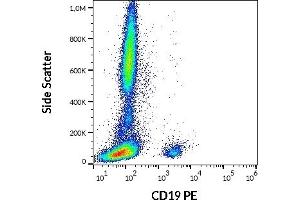 Flow cytometry surface staining pattern of human peripheral whole blood stained using anti-human CD19 (4G7) PE antibody (20 μL reagent / 100 μL of peripheral whole blood).