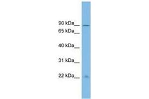 Image no. 1 for anti-Ankyrin Repeat Domain 5 (ANKRD5) (AA 611-660) antibody (ABIN6745172) (ANKRD5 抗体  (AA 611-660))