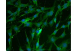 Immunofluorescence (IF) image for anti-Catechol-O-Methyltransferase (COMT) (AA 26-141) antibody (ABIN968704) (COMT 抗体  (AA 26-141))