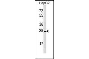 Western blot analysis of OR8B12 Antibody (C-term) in HepG2 cell line lysates (35ug/lane). (OR8B12 抗体  (C-Term))