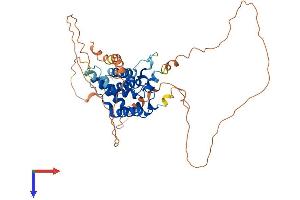 Male-Specific Lethal 3 Homolog (Drosophila) Pseudogene 1 (MSL3P1) (AA 1-447) protein (His tag)