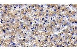 Detection of TNFa in Porcine Liver Tissue using Polyclonal Antibody to Tumor Necrosis Factor Alpha (TNFa) (TNF alpha 抗体  (AA 79-234))