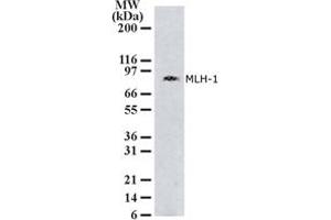 Image no. 1 for anti-MutL Homolog 1 (MLH1) (AA 387-403) antibody (ABIN208109) (MLH1 抗体  (AA 387-403))
