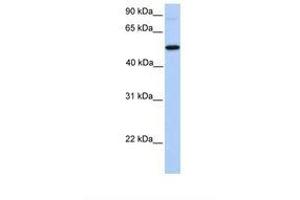Image no. 1 for anti-UDP-N-Acetyl-alpha-D-Galactosamine:polypeptide N-Acetylgalactosaminyltransferase 13 (GalNAc-T13) (GALNT13) (AA 31-80) antibody (ABIN6739469) (GALNT13 抗体  (AA 31-80))