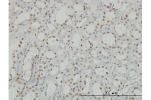 Immunoperoxidase of monoclonal antibody to CDKL1 on formalin-fixed paraffin-embedded human kidney. (CDKL1 抗体  (AA 259-358))