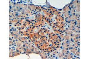 Immunohistochemistry (4μg/ml) staining of paraffin embedded Human Pancreas. (VPS11 抗体  (Internal Region))