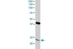 Western Blotting (WB) image for anti-Proteasome Subunit alpha 8 (PSMA8) (AA 143-242) antibody (ABIN530850)
