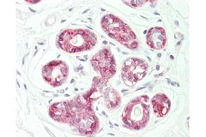 Anti-KANSL3 antibody IHC staining of human breast. (KANSL3 抗体  (AA 398-427))
