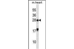 Western blot analysis in mouse heart tissue lysates (35ug/lane). (MXI1 抗体  (AA 53-82))
