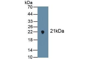 Detection of Recombinant NOX4, Mouse using Polyclonal Antibody to NADPH Oxidase 4 (NOX4) (NADPH Oxidase 4 抗体  (AA 210-578))