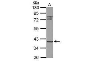 Image no. 3 for anti-3-Oxoacyl-ACP Synthase, Mitochondrial (OXSM) (AA 234-423) antibody (ABIN1501992) (OXSM 抗体  (AA 234-423))