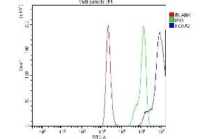 Flow Cytometry analysis of 293T cells using anti-FOXA2 antibody (ABIN7600003). (FOXA2 抗体  (AA 139-446))
