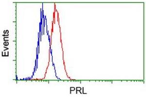 Image no. 1 for anti-Prolactin (PRL) antibody (ABIN1500431) (Prolactin 抗体)