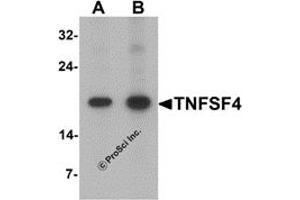 Western Blotting (WB) image for anti-Tumor Necrosis Factor (Ligand) Superfamily, Member 4 (TNFSF4) (C-Term) antibody (ABIN1077446) (TNFSF4 抗体  (C-Term))