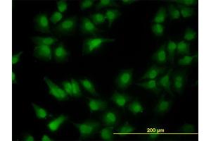 Immunofluorescence (IF) image for anti-Programmed Cell Death 2-Like (PDCD2L) (AA 80-179) antibody (ABIN566559)