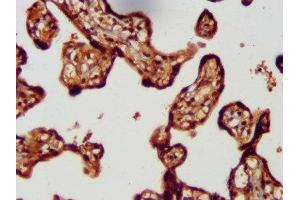 IHC image of ABIN7158336 diluted at 1:300 and staining in paraffin-embedded human placenta tissue performed on a Leica BondTM system. (LMCD1 抗体  (AA 105-268))