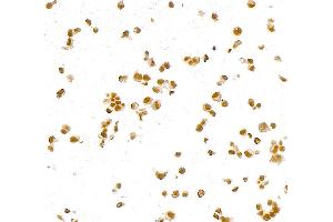 Immunocytochemistry (ICC) image for anti-Paired Box 8 (PAX8) (AA 225-275) antibody (ABIN7795777)