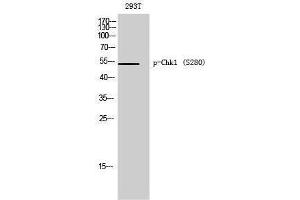 Western Blotting (WB) image for anti-Checkpoint Kinase 1 (CHEK1) (pSer280) antibody (ABIN3181960) (CHEK1 抗体  (pSer280))
