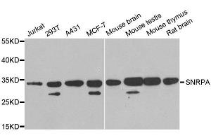 Western blot analysis of extracts of various cell lines, using SNRPA antibody. (SNRPA1 抗体)