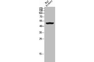 Western Blot analysis of RAT-kidney cells using GDF-6 Polyclonal Antibody (GDF6 抗体  (Internal Region))