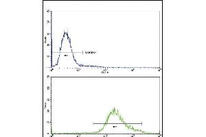 Flow cytometric analysis of K562 cells using Klotho Antibody (C-term)(bottom histogram) compared to a negative control cell (top histogram)FITC-conjugated goat-anti-rabbit secondary antibodies were used for the analysis. (Klotho 抗体  (C-Term))