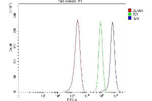 anti-Thymine-DNA Glycosylase (TDG) (AA 15-370) antibody