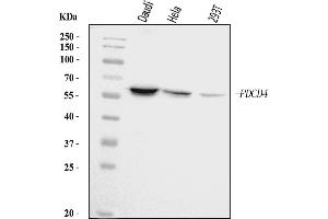 Western blot analysis of PDCD4 using anti-PDCD4 antibody (ABIN5518943). (PDCD4 抗体  (AA 346-446))