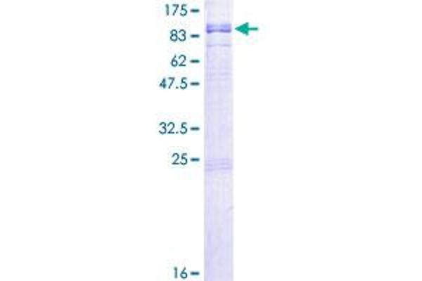 RGS12 Protein (AA 1-555) (GST tag)