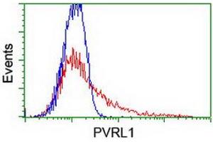 Image no. 2 for anti-Poliovirus Receptor-Related 1 (Herpesvirus Entry Mediator C) (PVRL1) antibody (ABIN1499676) (PVRL1 抗体)