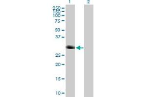 Western Blot analysis of FOXI1 expression in transfected 293T cell line by FOXI1 MaxPab polyclonal antibody.