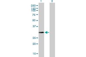 Western Blot analysis of ARD1A expression in transfected 293T cell line by ARD1A MaxPab polyclonal antibody. (NAA10 抗体  (AA 1-235))
