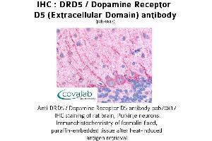 Image no. 1 for anti-Dopamine Receptor D5 (DRD5) (3rd Extracellular Domain) antibody (ABIN1733788) (DRD5 抗体  (3rd Extracellular Domain))