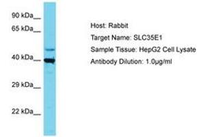 Image no. 1 for anti-Solute Carrier Family 35, Member E1 (SLC35E1) (AA 323-372) antibody (ABIN6750684)
