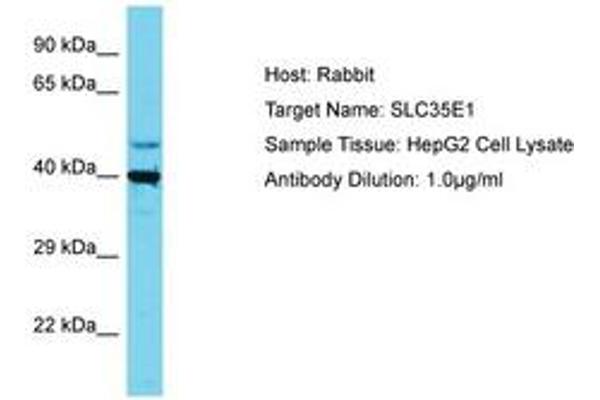 SLC35E1 Antikörper  (AA 323-372)
