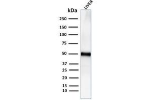 Western Blot Analysis for human Liver tissue lysate using Adipophilin Recombinant Rabbit Monoclonal Antibody (ADFP/2755R). (Recombinant ADRP 抗体  (AA 249-376))