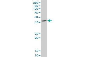 DNAJB6 MaxPab rabbit polyclonal antibody. (DNAJB6 抗体  (AA 1-326))