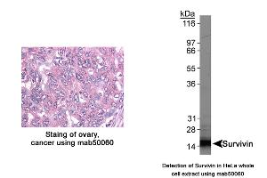 Image no. 3 for anti-Baculoviral IAP Repeat-Containing 5 (BIRC5) antibody (ABIN363214)
