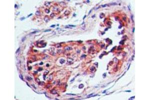 Serotonin Receptor 3A Immunohistochemistry. (Serotonin Receptor 3A 抗体)
